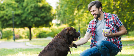 The Ultimate Guide to Keeping Your Pet Healthy and Happy